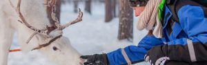 reindeer activity header image