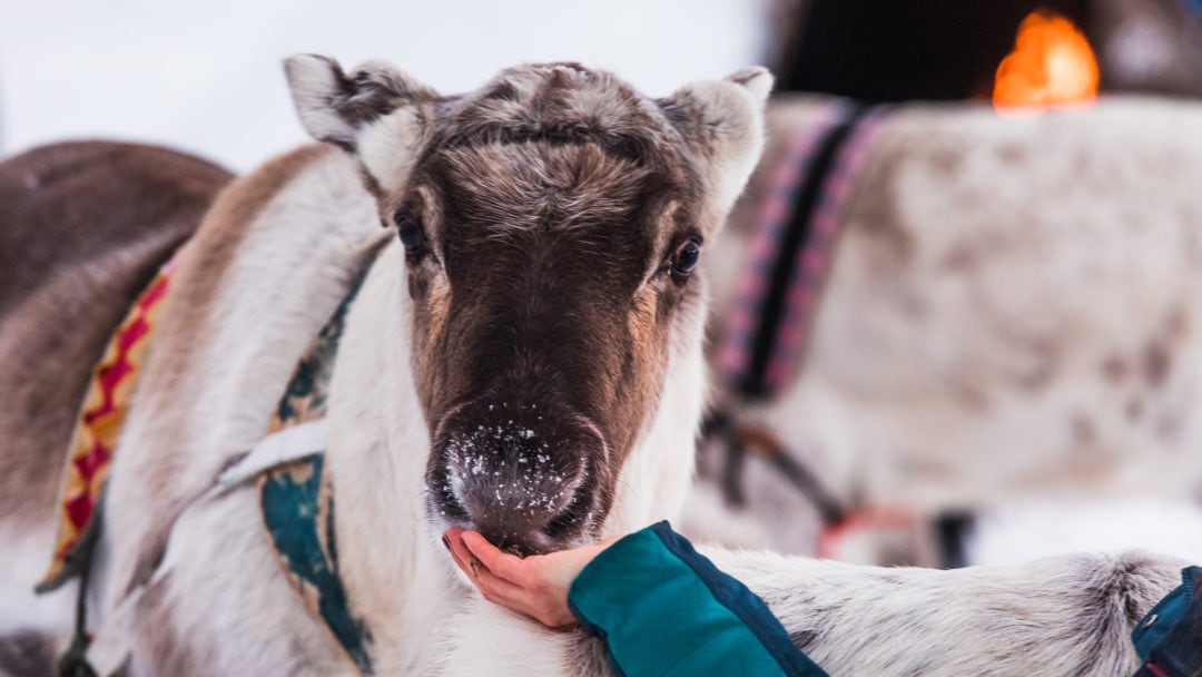 Aurora Village Winter 2019 Ivalo Lapland Finland – Cute Reindeer.