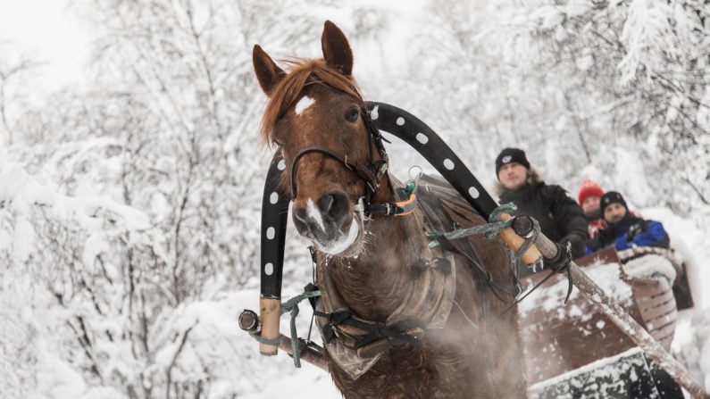 Fun Horse ride in winter at Aurora Village Ivalo Lapland Finland.