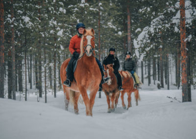 Finnish horses in a pine forest with riders