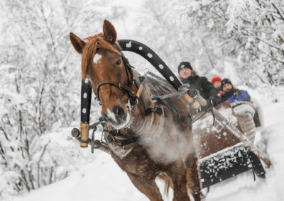 Finnhorse pulling a sleigh in wintery snowy forest