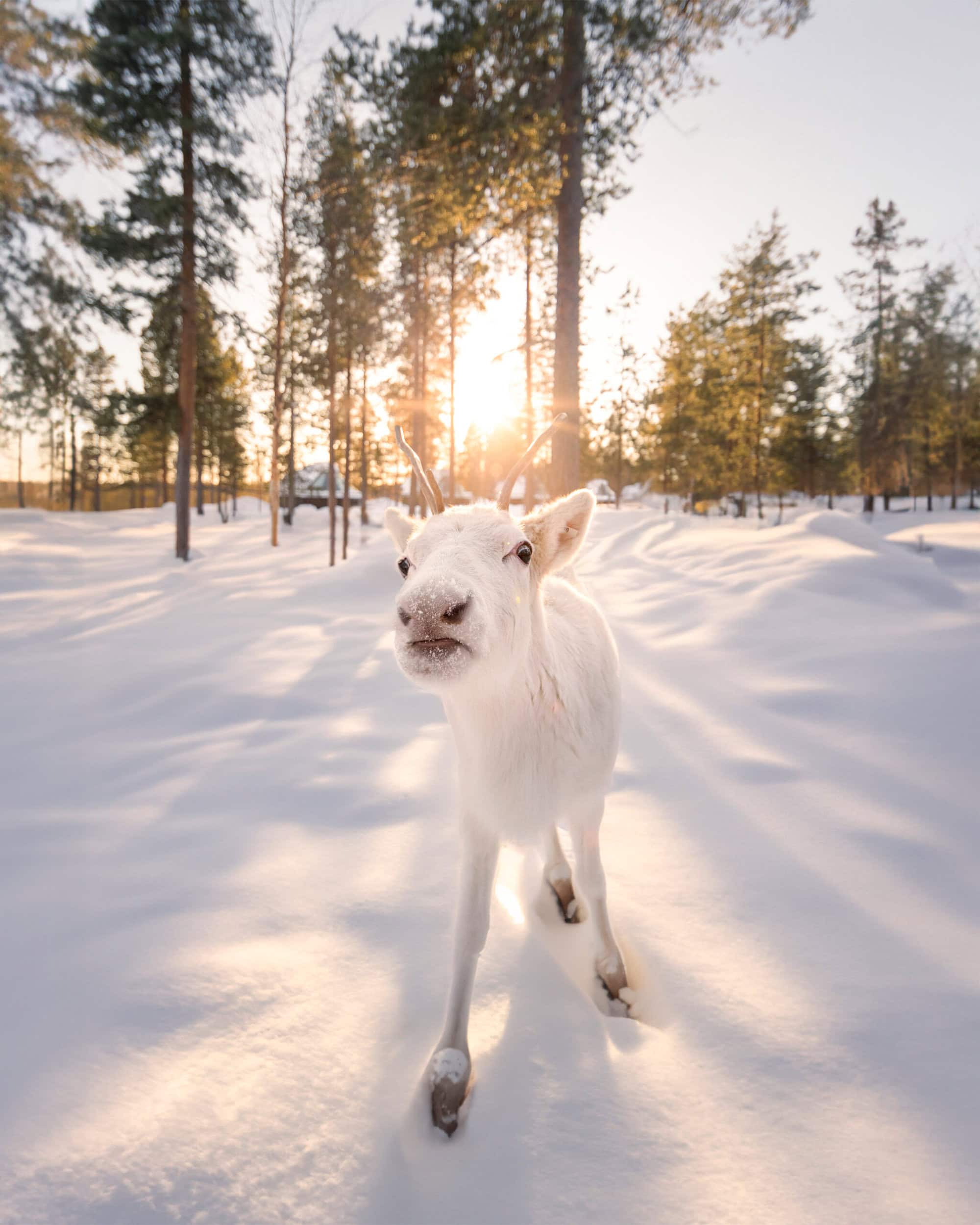 Reindeer 14reindeer v