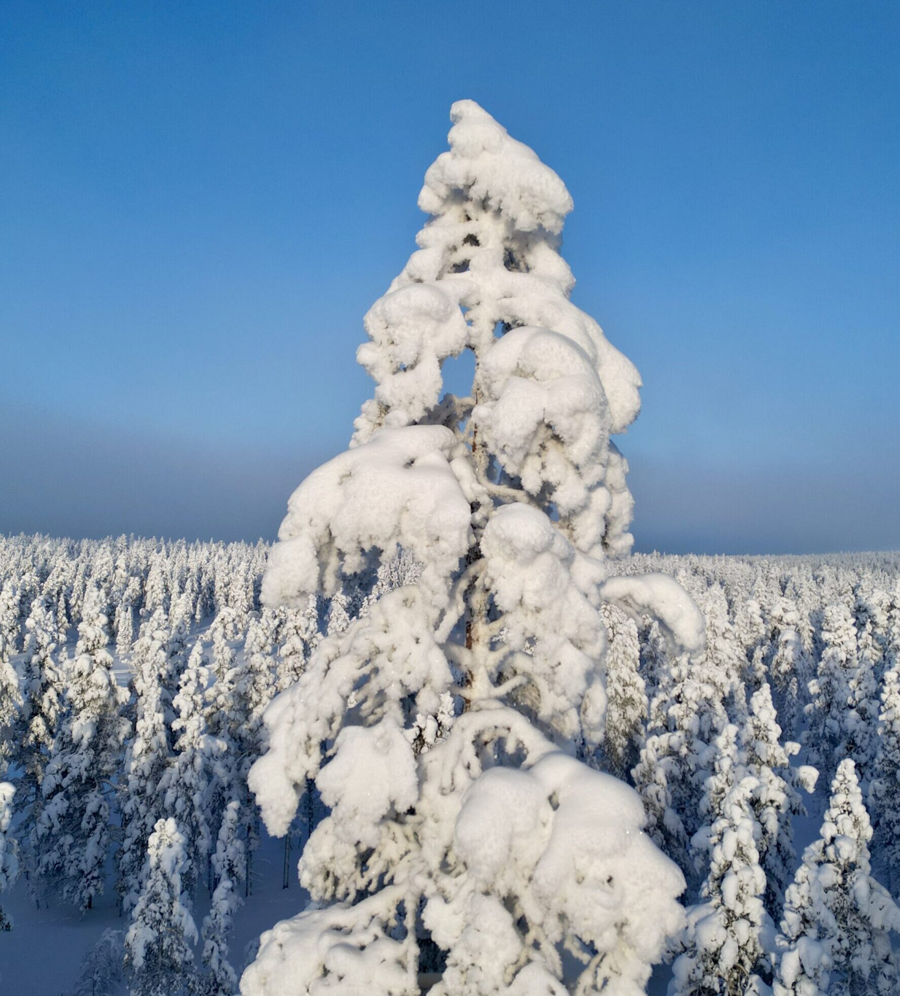 Snow-covered pine trees glowing in late-winter sunlight in Finnish Lapland