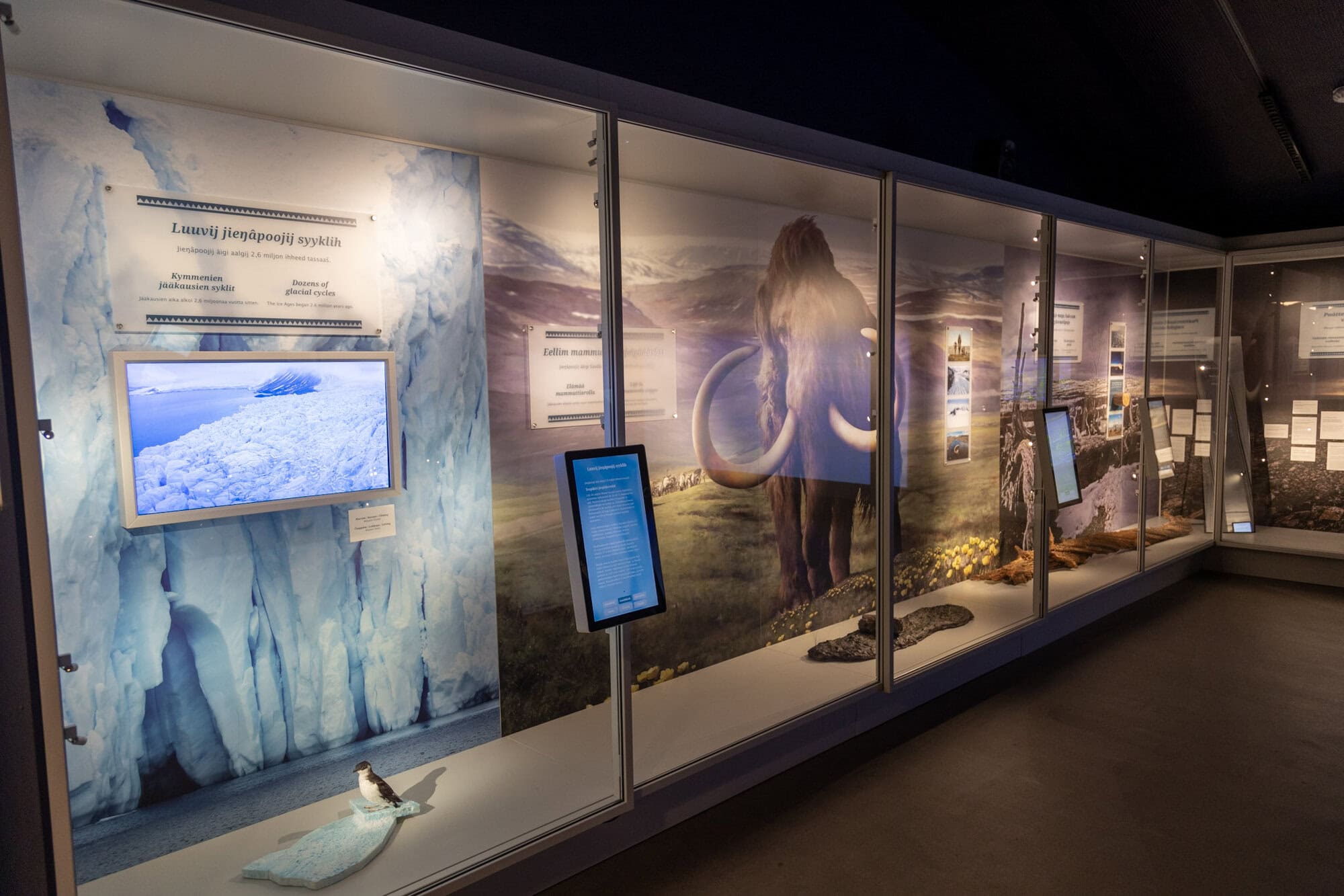 Exhibition about northern nature at the Siida museum in Inari on 1 November 2025