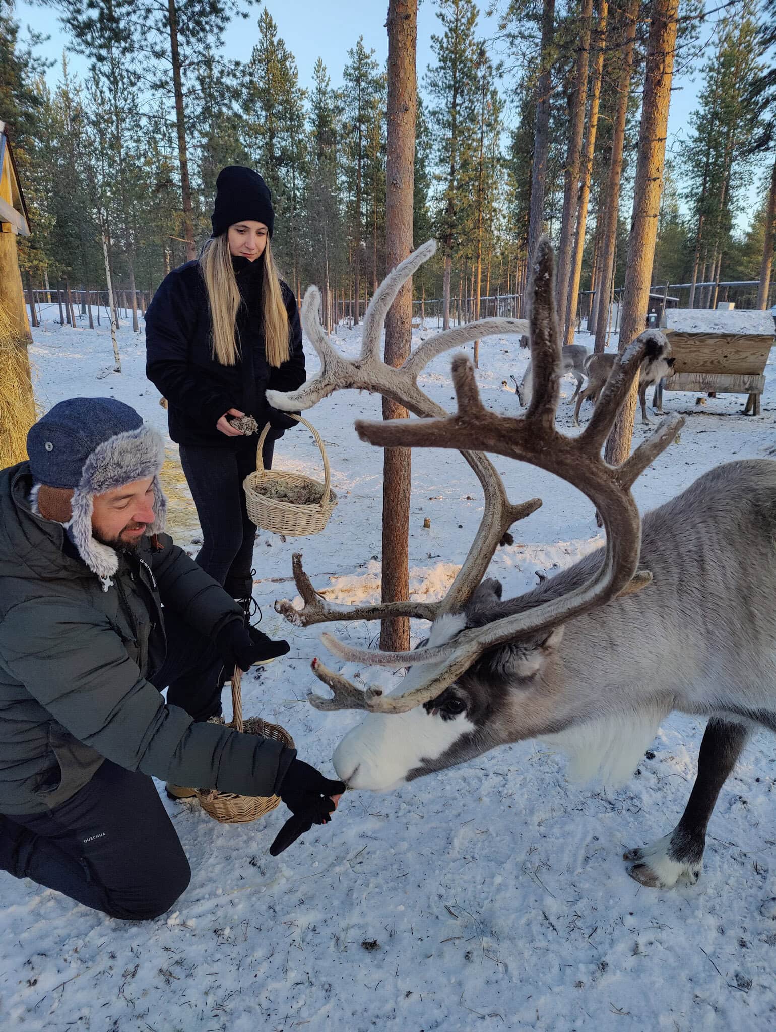 Guests feeding reindeer at Aurora Village Ivalo on 14 November 2021