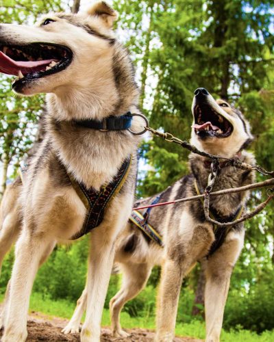 2-33900108530_62e3c69214_o