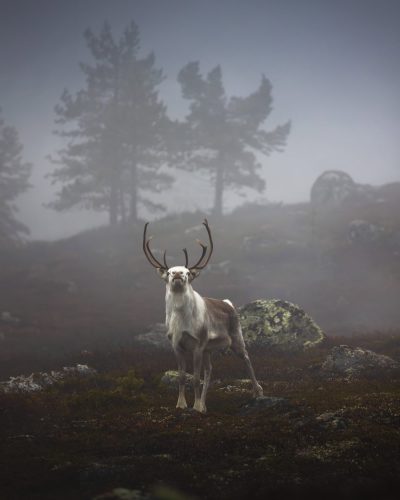 24-single reindeer copy 2