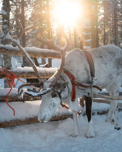 Group 2 copyreindeer v