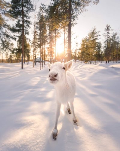 Reindeer 14reindeer v