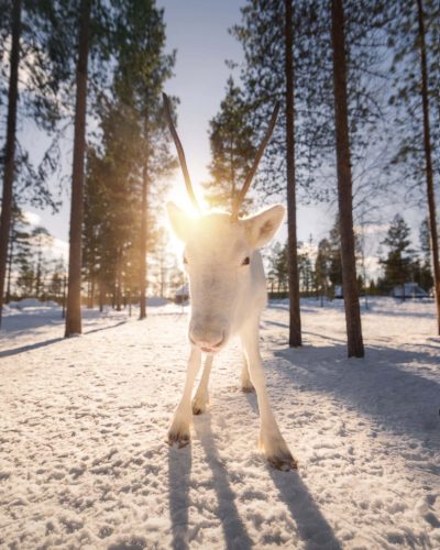 Reindeer 5reindeer v