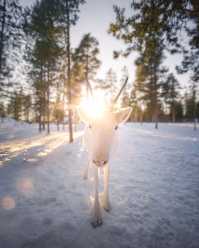 Reindeer 6reindeer v