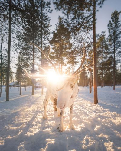 Reindeer 8reindeer v